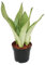 Exotenherz - Sansevieria trifasciata Moonshine - silberner Bogenhanf - 12cm Topf - Sukkulente