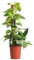 Efeutute, Scindapsus, (Epipremnum aureum), gelb grünes buntes Blattwerk, rankend, luftreinigend, am Moosstab gezogen (ca. 55cm hoch im 15cm Topf)