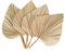 QELLON 4 PièCes Feuilles de Palmier SéChéEs éVentails de Palmiers SéChéS BohèMe Lances de Palmier SéChéEs Plantes Artificielles Feuilles de Palmier Feuilles de Palmier Tropicales