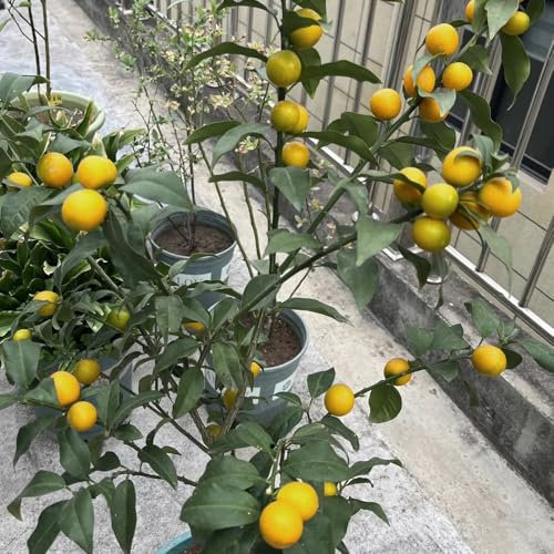 100 pcs Kumquat Baum Samen exotische pflanzen winterhart garten-geschenke Citrus japonica bonsai baum gewächshaus exotische früchte hochbeet balkon obstbäume kaufen grünpflanzen zimmerpflanzen