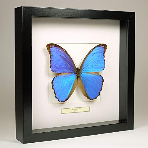 Morpho Didius - Giant Blue Morpho - Vrai Papillon de taxidermie monté sous Verre dans Un Cadre Fait Main en Bois Noir
