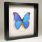 Morpho Didius - Giant Blue Morpho - Vrai Papillon de taxidermie monté sous Verre dans Un Cadre Fait Main en Bois Noir