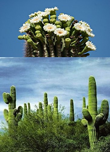 Portal Cool 20 Saguaro Cactus semi gigante pianta del desierto