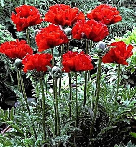 Samen Türkischer Mohn Scarlet o'Hara, Papaver orientale (500 Samen)