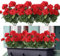Dremisland Künstliche Geranienblumen für den Außenbereich, rote Geranie, Seidenblumen, UV-beständig, Gartenpflanzen, Strauch, Kunstblumen für Zuhause, Hochzeit, Küche, Tischdekoration, Rot, 3 Stück