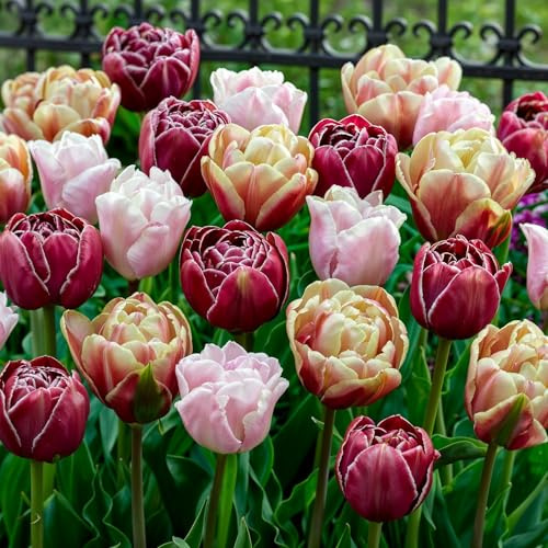 FLORIUM Tulpen Zwiebeln Doppelte Blüte Mischung Double – 25 Blumenzwiebeln | Doppelte Blüten im April, große Blumenzwiebeln aus Holland für Garten, Beet, Topf und Balkon, Pflanzzeit im Herbst