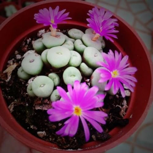 100 Unids Mezcla Rara Semillas Lithops Piedras Vivas Cactus Suculento Semillas A Granel Saludables Semillas de Jardinería para Plantar Ahora