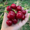 35 pcs kirschbaum samen säulenobst geschenke (Prunus avium) kübelpflanzen winterhart samen bio exotische pflanzen samen garten geschenk alte sorten saatgut pflanze echt sukkulenten