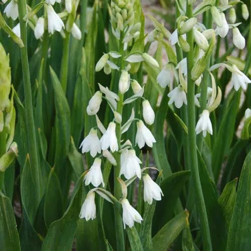 Galtonia candicans/Jacinthe du Cap/Conteneur de 2 à 2.9 litres/Vivace bulbeuse