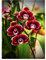 Wowdecor DIY Malen nach Zahlen Kits Geschenk für Erwachsene Kinder, Malen nach Zahlen Home Haus Dekor - Rot Schmetterling Orchidee 40 x 50 cm Rahmen