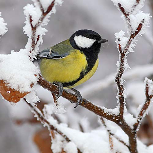 20 Servietten Kohlmeise im Winter/Vogel/Tiere/Weihnachten 33x33cm