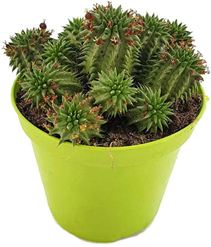 Fangblatt - Euphorbia susannae - seltene Euphorbie aus Südafrika - reizvolle sukkulente Zimmerpflanze