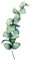 Bilderwelten Wandtattoo selbstklebend - Aquarell Eukalyptus XXL, Größe HxB: 60cm x 30cm
