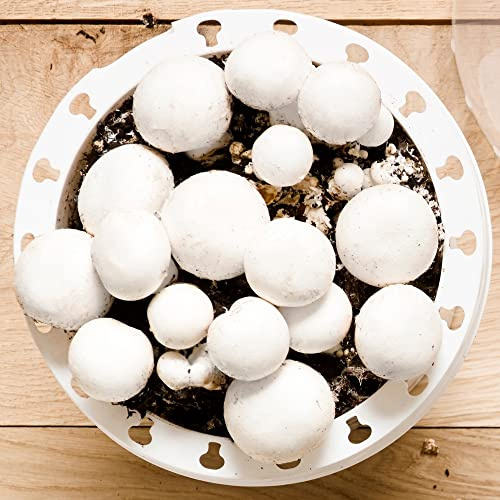 Zuchtset für Champignons | Züchte deine eigenen weißen Champignons | Einfach und schnell