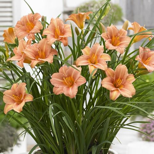 Hemerocallis Pink Wing Daylily Plant - Real Outdoor Perennial - Hardy Garden Flowers for Beds, Borders & Pots - Summer Flowering Lily - Live Plants Ready to Plant (9cm Pot, 10-20cm)