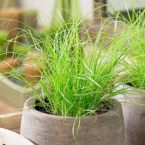 1 x Cyperus Zumula Cat Grass for Sale | Ideal Indoor Potted Plant for Cats