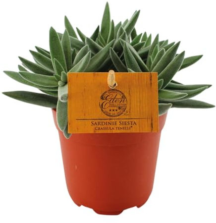 Crassula Tenelli - 15cm - Ø10,5cm - Zimmerpflanze - Immergrün - Kakteen und Sukkulenten