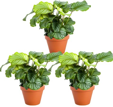 Korbmarante | 3er-Set | Calathea | ca. 40-50 cm | ø 12-15 cm Topf | Pflegeleichte Zimmerpflanzen für Wohnung und Büro | Qualität vom Pflanzen Profi | Ideale Raumbegrünung