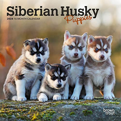 Siberian Husky Puppies 2024 Mini 7x7