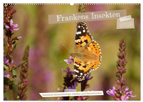 Frankens Insekten (Wandkalender 2026 DIN A2 quer), CALVENDO Monatskalender: Entdecken Sie 13 besondere heimische Insekten in ansprechenden Fotografien (CALVENDO Natur)