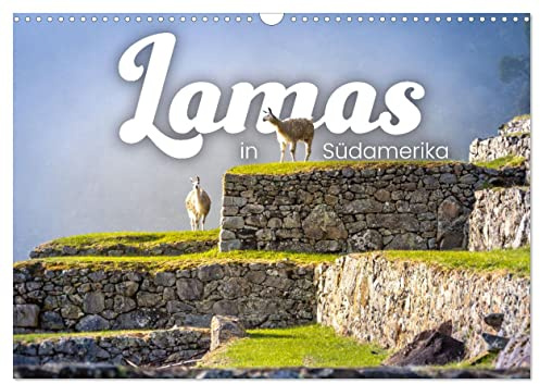Lamas in Südamerika (Wandkalender 2026 DIN A3 quer), CALVENDO Monatskalender: Die flauschigen Vierbeiner in den Weiten Südarmerikas. (CALVENDO Tiere)