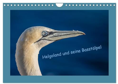 Helgoland und seine Basstölpel (Wandkalender 2026 DIN A4 quer), CALVENDO Monatskalender: Wunderschöne Basstölpel fotografiert auf Helgoland. (CALVENDO Tiere)