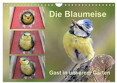 Die Blaumeise, Gast in unserem Garten (Wandkalender 2026 DIN A4 quer), CALVENDO Monatskalender: Ein Kalender, den man sehen muss (CALVENDO Tiere)