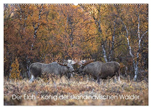 Der Elch - König der skandinavischen Wälder (Wandkalender 2026 DIN A2 quer), CALVENDO Monatskalender: Der Elch ist der König in den skandinavischen Wäldern (CALVENDO Tiere)