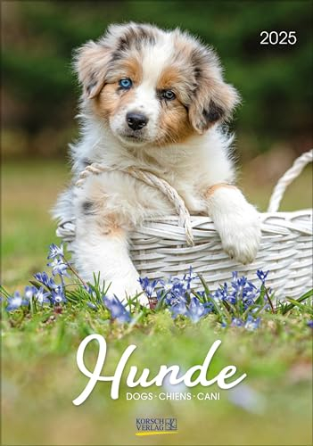 Hunde 2025: Wandkalender mit Fotos von Hunden. Format 23,5 x 33,5 cm.