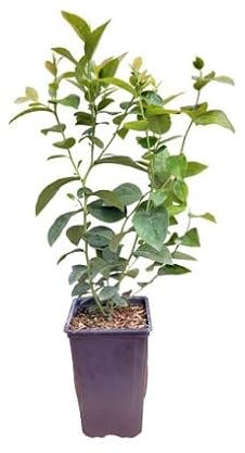 Planta Natural Arándano Planta Frutal de Exterior Ideal para Terraza y Jardín Árbol Frutas Bosque
