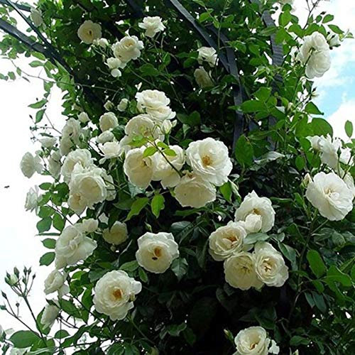 100 Semi di Rose Rampicanti per Piantagione all’Esterno – Fiori Ornamentali da Giardino, Piante di Rose Rampicanti per Decorazioni da Esterno (Bianco)