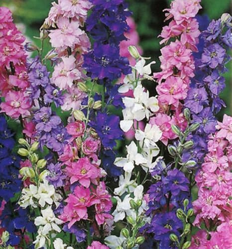 Rocket Larkspur ‘Imperial Mix’ (Delphinium consolida) Flower Seeds, Pack of 2,000+ Non-GMO Seeds from Seeds2Go