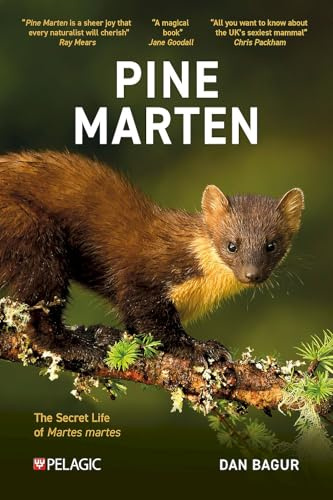 Pine Marten: The Secret Life of Martes martes (Pelagic Monographs)