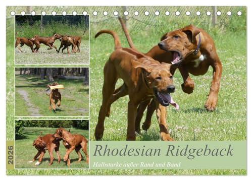 Rhodesian Ridgeback - Halbstarke außer Rand und Band (Tischkalender 2026 DIN A5 quer), CALVENDO Monatskalender: Ridgebacks - Lebensfreude, Eleganz und Kraft (CALVENDO Tiere)