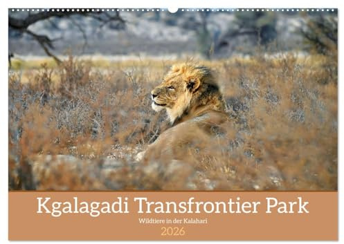 Kgalagadi - Fauna und Wildtiere in der Kalahari (Wandkalender 2026 DIN A2 quer), CALVENDO Monatskalender: Kgalagadi eine Perle in der Kalahari mit ... den wilden Tieren Afrikas (CALVENDO Tiere)