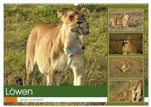 Löwen - gross und klein (Wandkalender 2026 DIN A2 quer), CALVENDO Monatskalender: Spielstunde in der freien Natur (CALVENDO Tiere)