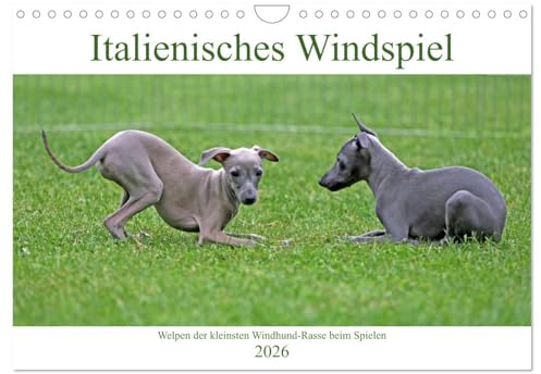 Italienisches Windspiel (Wandkalender 2026 DIN A4 quer), CALVENDO Monatskalender: Welpen der kleinsten Windhund-Rasse beim Spielen (CALVENDO Tiere)