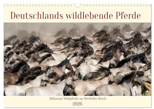 Deutschlands wildlebende Pferde (Wandkalender 2026 DIN A3 quer), CALVENDO Monatskalender: Die letzte freilebende Pferdeherde in Europa (CALVENDO Tiere)