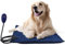 POWERTOOL Electric Warmer Pet, Cat Heating Blanket 30 x 40 cm Pet Puppy Warming Mats Animal Heated Pads Electrical for Pets/Dog with Chew Resistant Steel ((Green+UK))