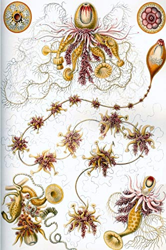 Haeckel scientific biological art notebook: Vintage Science Illustrations N°07 from Kunstformen der Nature / Art forms in nature; composition journal with 120 pages of blank dot grit paper