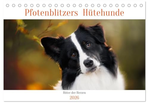 Hütehunde - Hüter der Herzen (Tischkalender 2026 DIN A5 quer), CALVENDO Monatskalender: Ein Jahr mit wunderschönen Hütehunde-Rassen (CALVENDO Tiere)