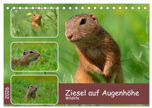Ziesel auf Augenhöhe (Tischkalender 2026 DIN A5 quer), CALVENDO Monatskalender: Ziesel - Wildlife aus der Bauchlage (CALVENDO Tiere)