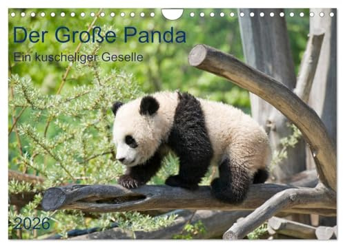 Der Große Panda Ein kuscheliger Geselle (Wandkalender 2026 DIN A4 quer), CALVENDO Monatskalender: Der Pandabär, ein beliebter Sympathieträger (CALVENDO Tiere)