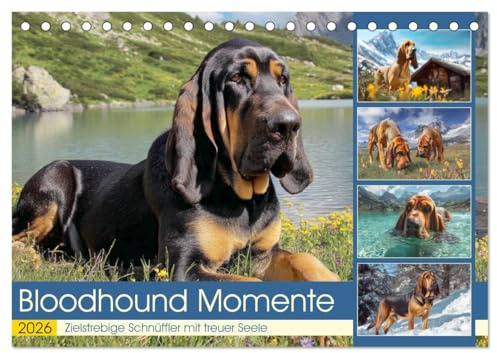 Bloodhound Momente. Zielstrebige Schnüffler mit treuer Seele (Tischkalender 2026 DIN A5 quer), CALVENDO Monatskalender: Tolle Hunde mit Schlappohren, Sherlock-Nase und Grips (CALVENDO Tiere)