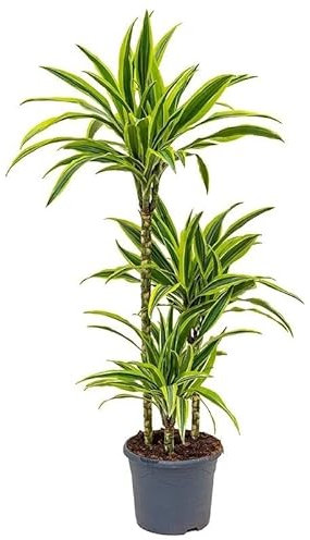 Dracaena Deremensis Planta Natural Grande Dracena Lemon Lime de Interior en Maceta Ø 22 cm Decoración del Hogar