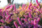 100 Graines de Bruyère - massif fleurs plante mellifère jardin- semences paysannes reproductibles - SemiSauvage