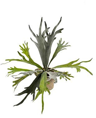 artplants.de Kunstpflanze Geweihfarn Marley im Terracottatopf, grün, Ø 50cm - Kunststoff Hirschfarn