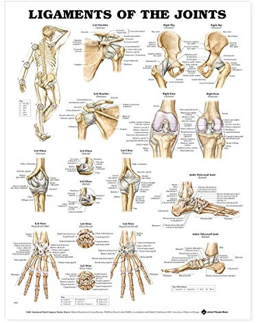 Ligaments Of The Joints Chart
