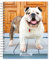 Bulldogs | 2024 6 x 7.75 Inch Spiral-Bound Wire-O Weekly Engagement Planner Calendar | New Full-Color Image Every Week | BrownTrout | Animals Dog Breeds Pets