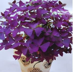 100 Rotes Oxalis Holz Sauerampfer Blumen Oxalis Lila Kleeblatt-Klee-100% reale Blume Bonsai Samen Staude im Freien für Hausgarten 3